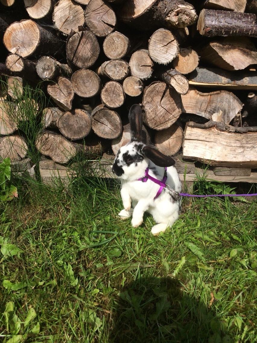 Kanin Mælkebøttegaardens Kiwi billede 16