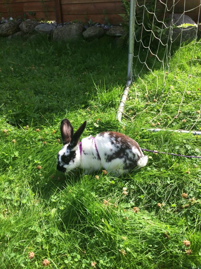 Kanin Mælkebøttegaardens Kiwi billede 18