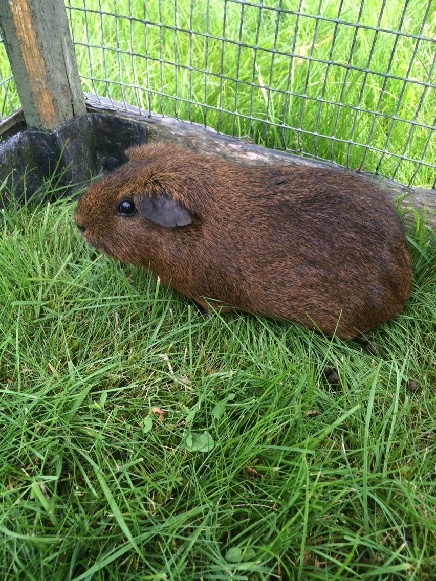 Marsvin Snus billede 14