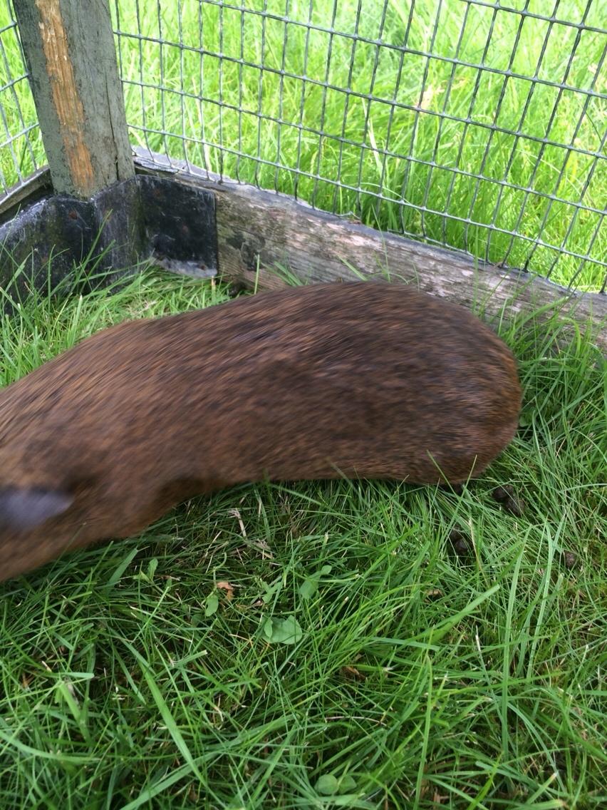 Marsvin Snus billede 15