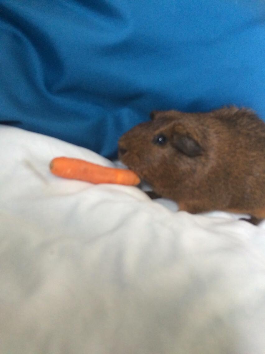 Marsvin Snus billede 17