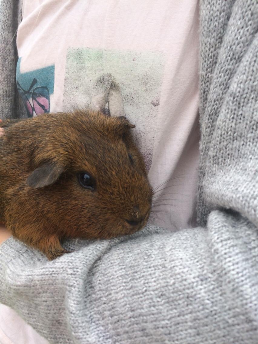 Marsvin Snus billede 16