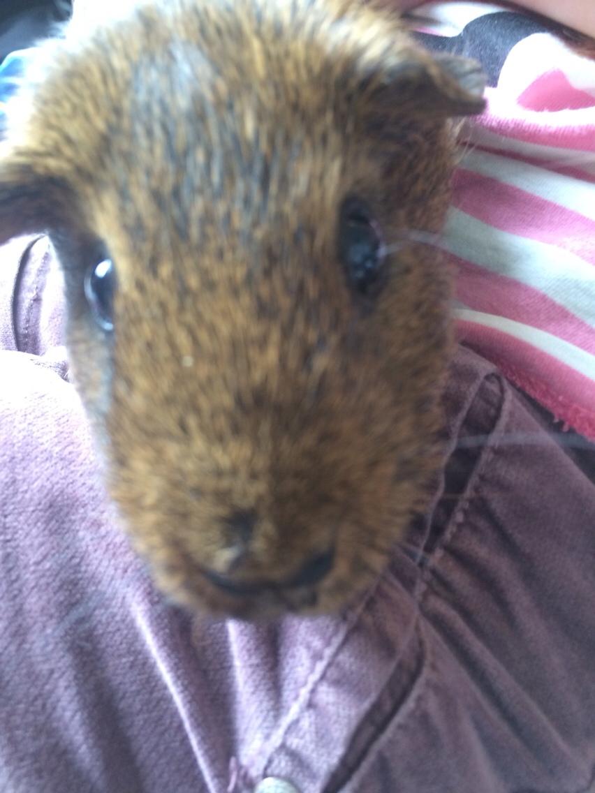 Marsvin Snus billede 19