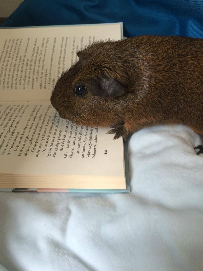 Marsvin Snus billede 18