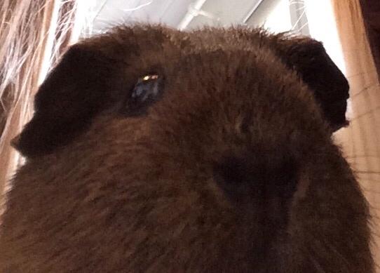 Marsvin Snus billede 20