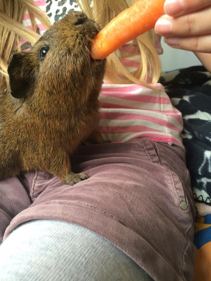 Marsvin Snus billede 21