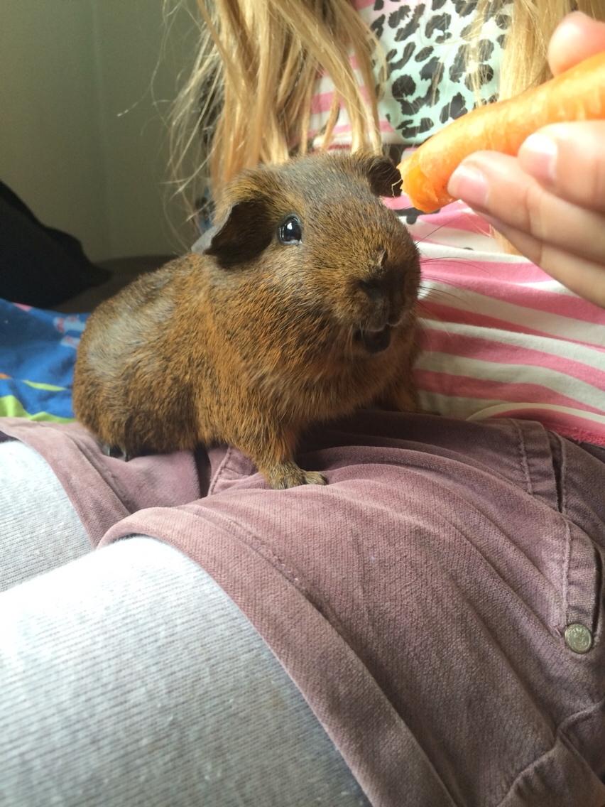 Marsvin Snus billede 22