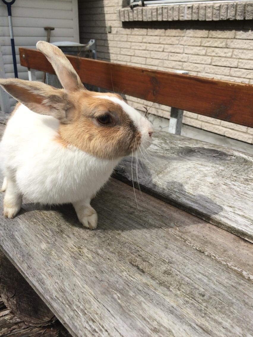 Kanin Bygholms Kiiro billede 11