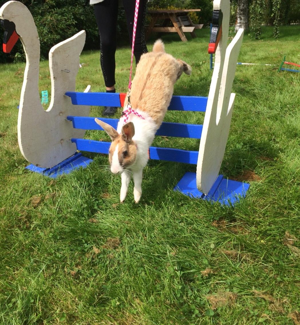 Kanin Bygholms Kiiro billede 12