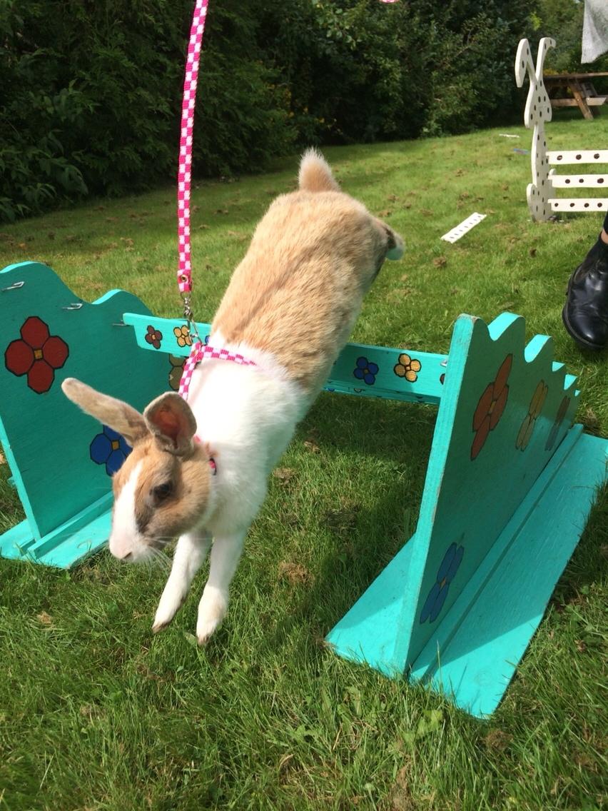 Kanin Bygholms Kiiro billede 14