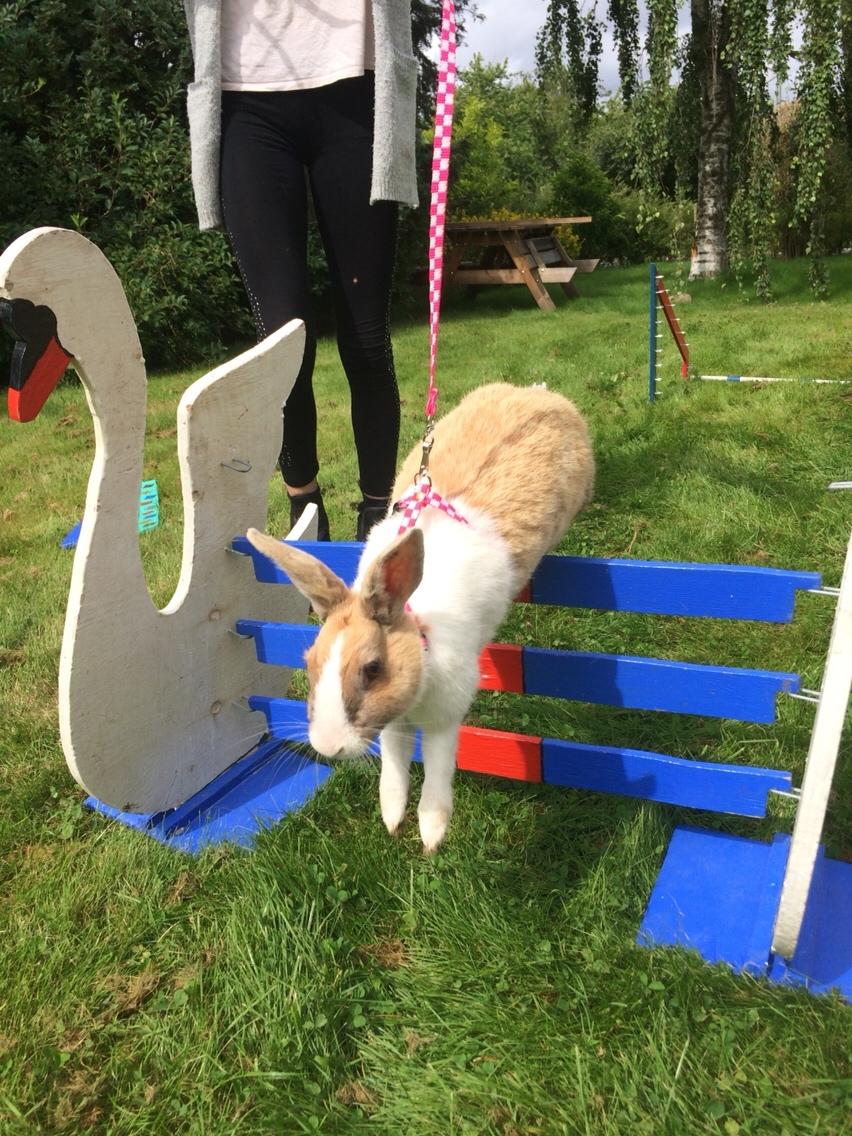 Kanin Bygholms Kiiro billede 15