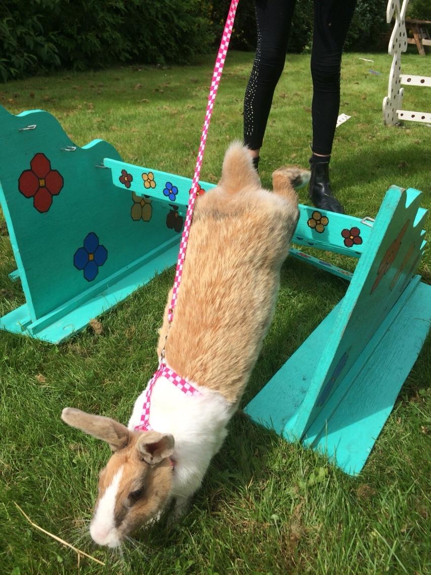 Kanin Bygholms Kiiro billede 16