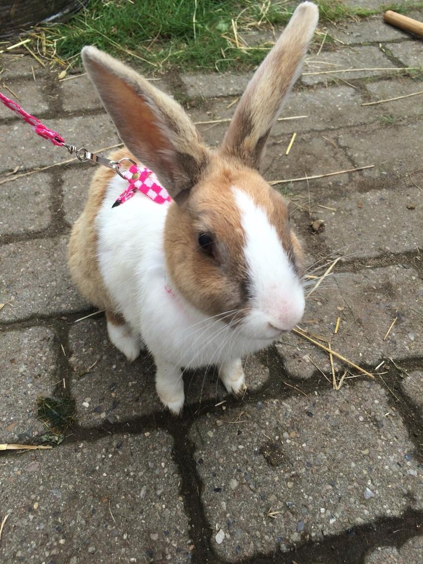 Kanin Bygholms Kiiro billede 17