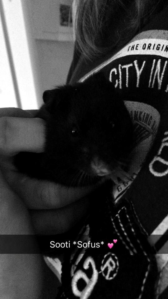 Hamster Sootii *Sofus*  billede 3