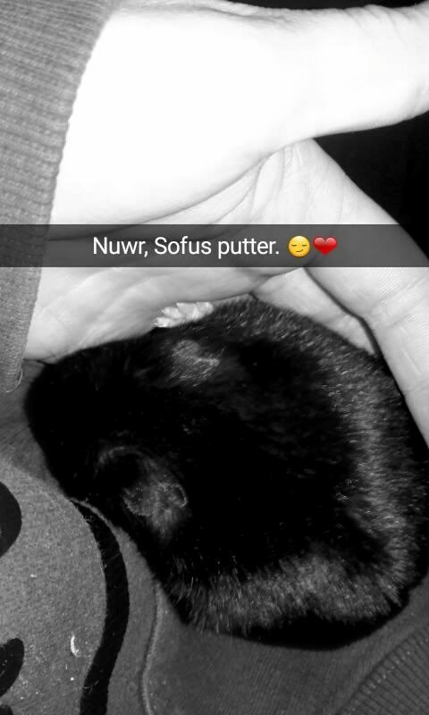 Hamster Sootii *Sofus*  billede 8