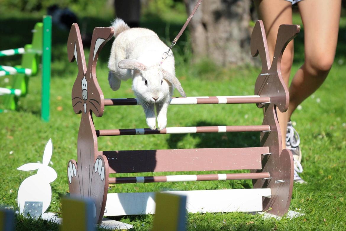 Kanin Do Your Best Bear billede 6