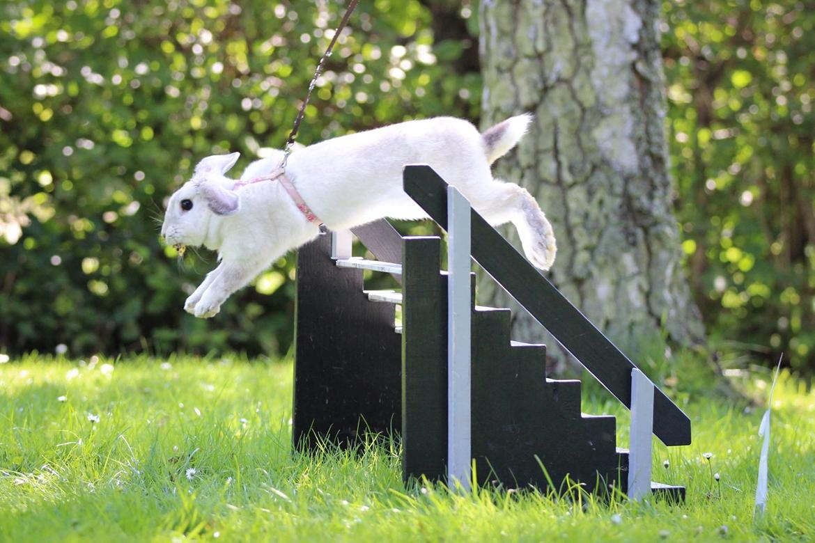 Kanin Do Your Best Bear billede 8