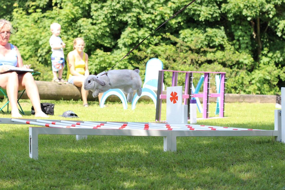 Kanin Do Your Best Bear billede 13