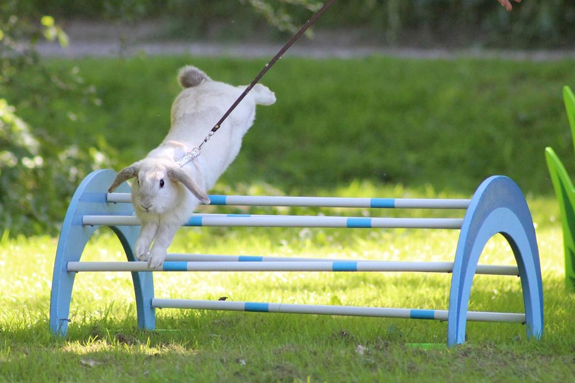 Kanin Do Your Best Bear billede 14