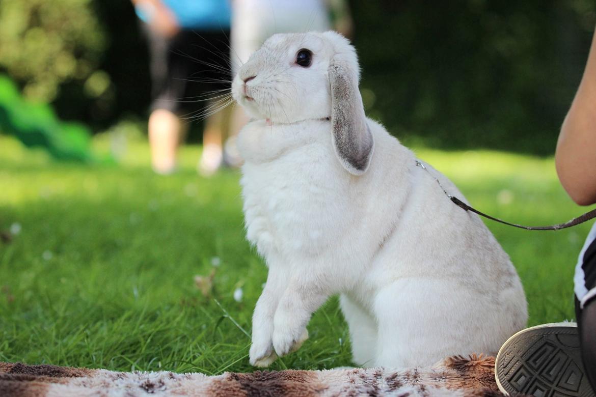 Kanin Do Your Best Bear billede 11