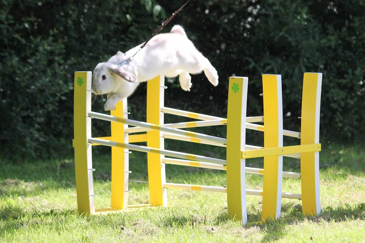 Kanin Do Your Best Bear billede 18