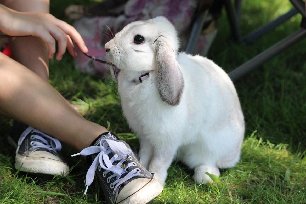 Kanin Do Your Best Bear billede 20