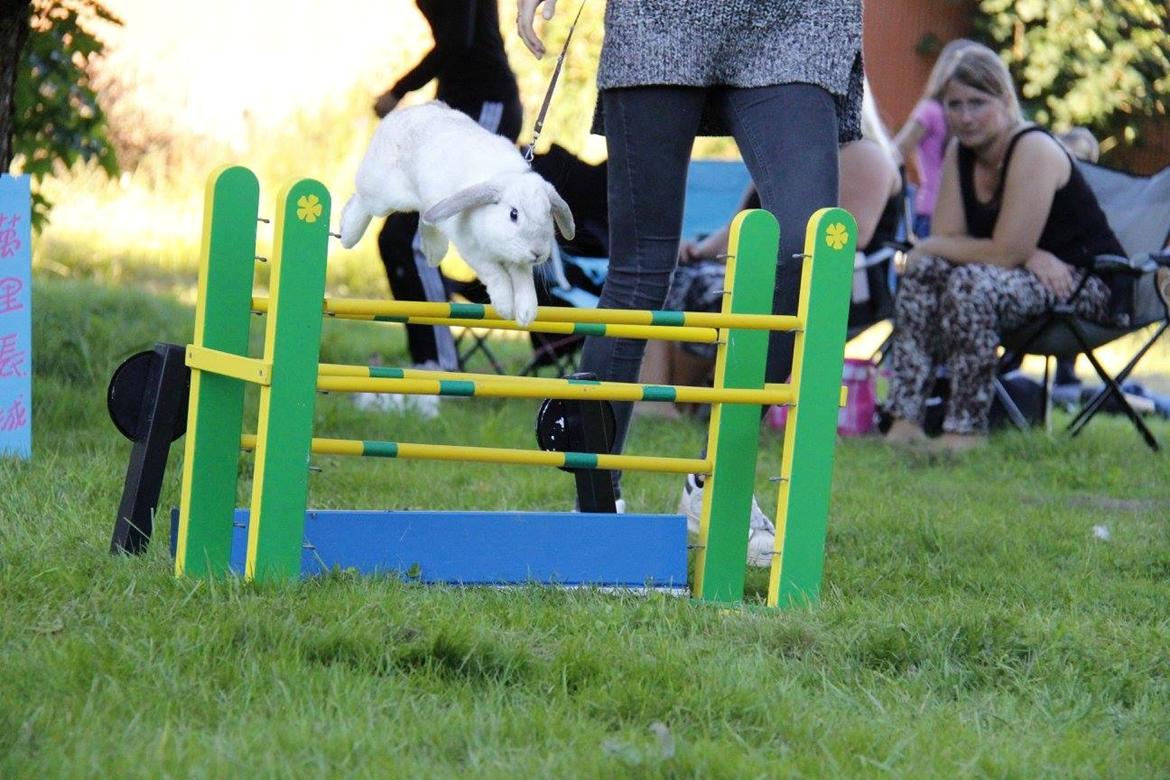 Kanin Do Your Best Bear billede 16