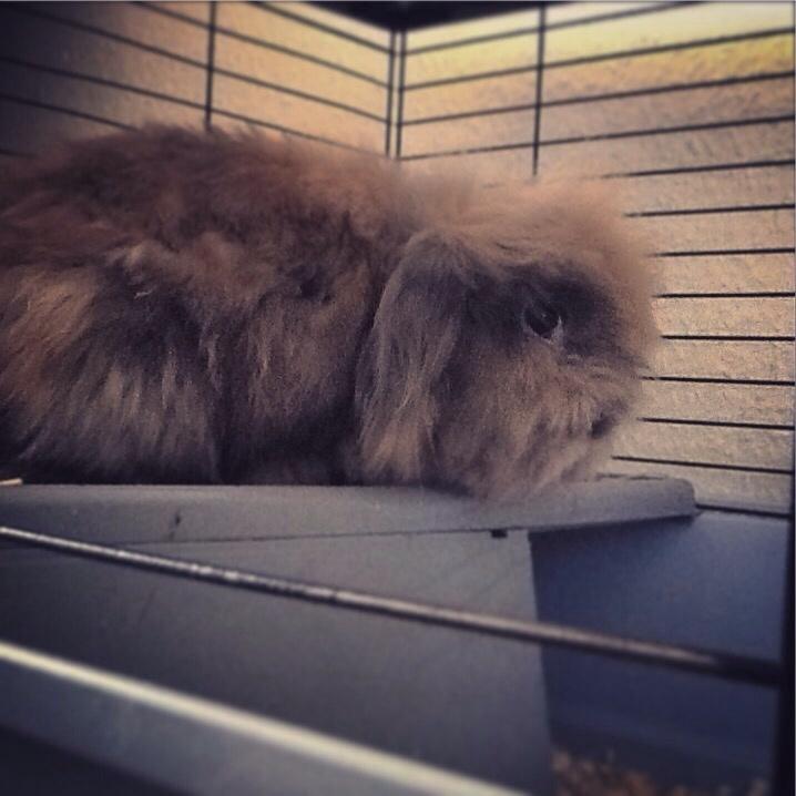 Kanin Simba billede 5