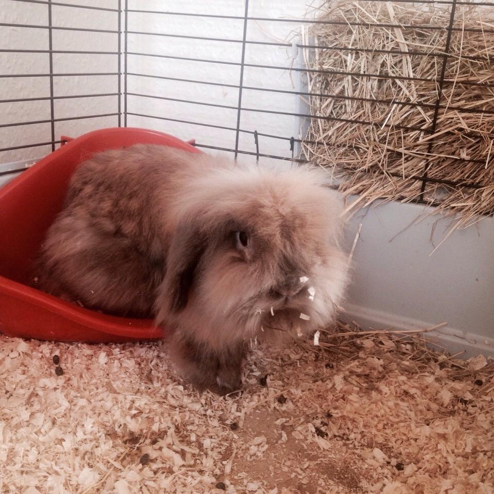 Kanin Simba billede 4