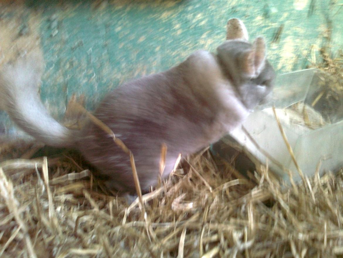 Chinchilla overugilts´´ Mette<3 RIP - hey! billede 7