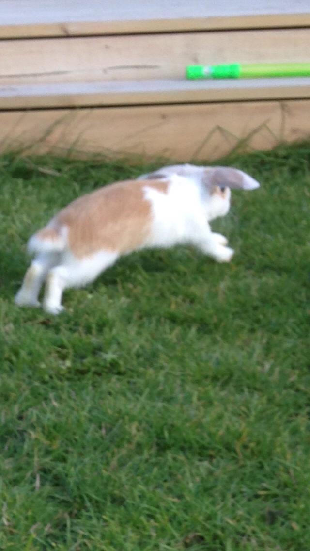 Kanin Smølfehuset's Mac Retro "Arto" billede 3