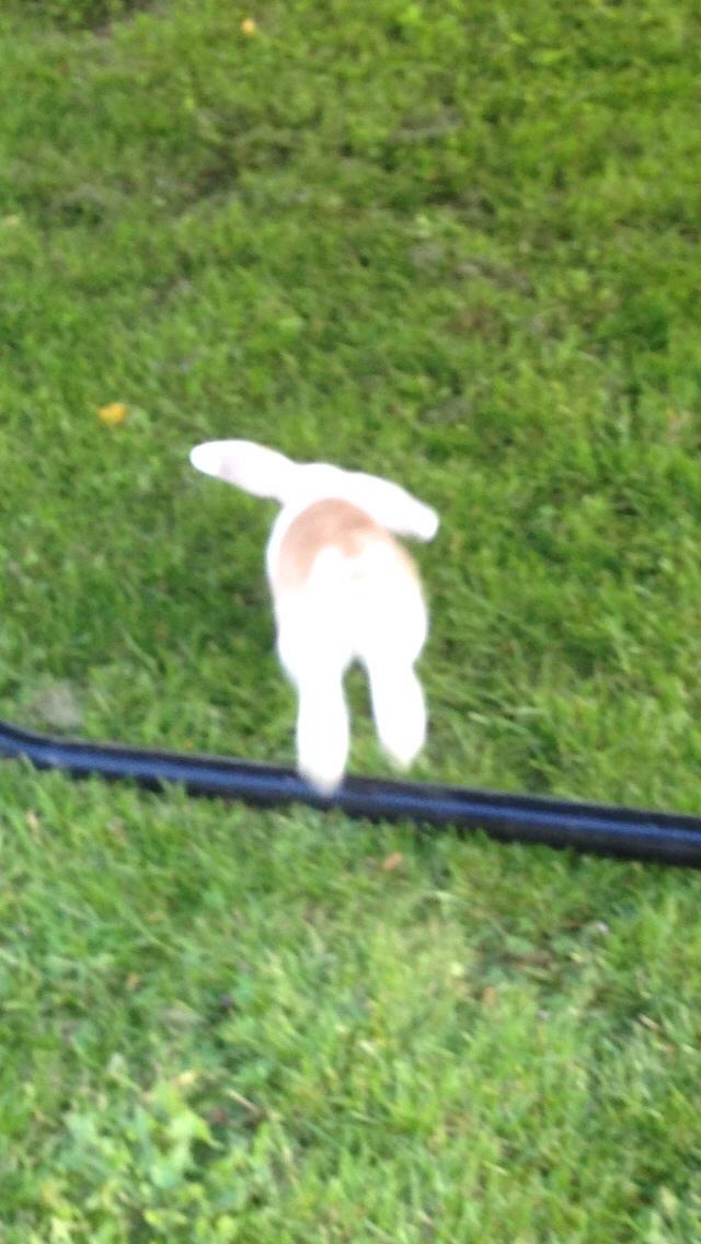 Kanin Smølfehuset's Mac Retro "Arto" billede 4