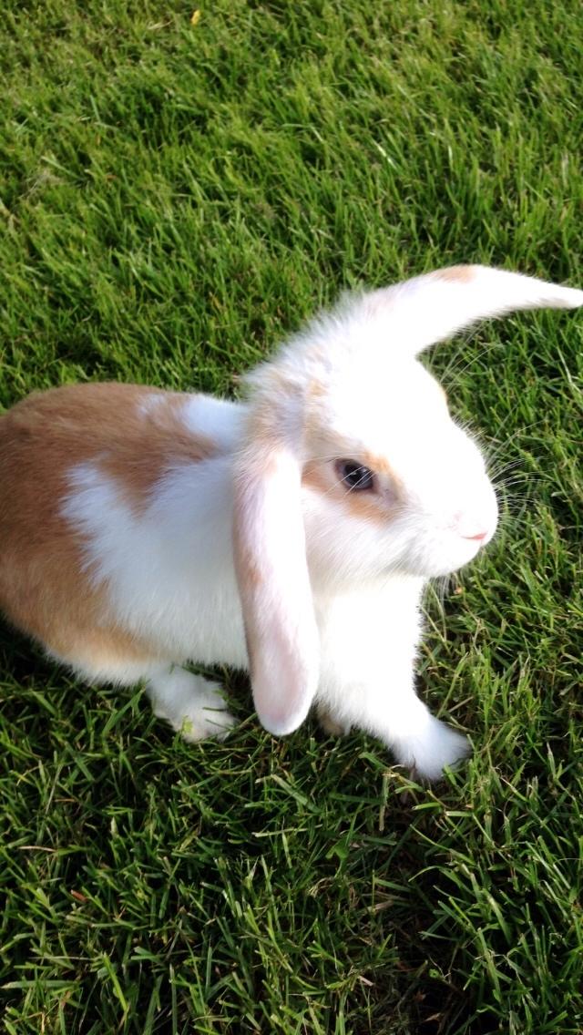 Kanin Smølfehuset's Mac Retro "Arto" billede 5