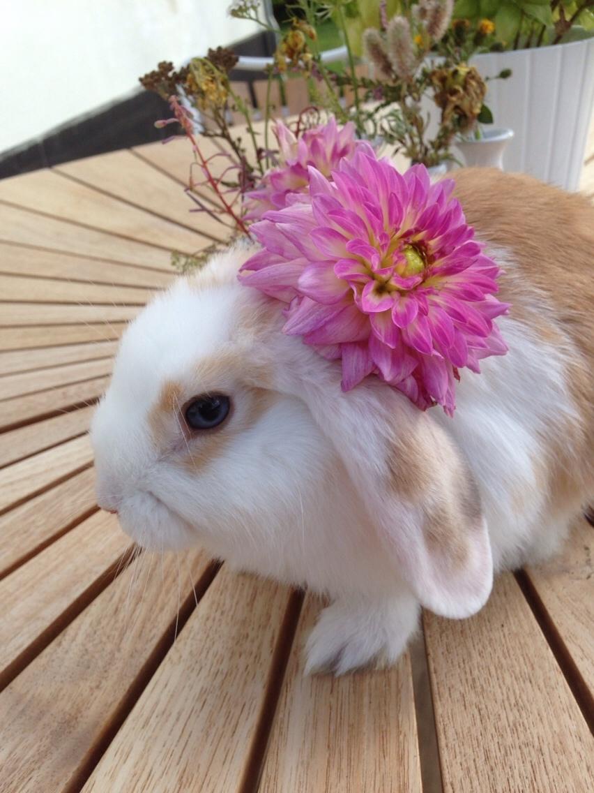 Kanin Smølfehuset's Mac Retro "Arto" billede 7