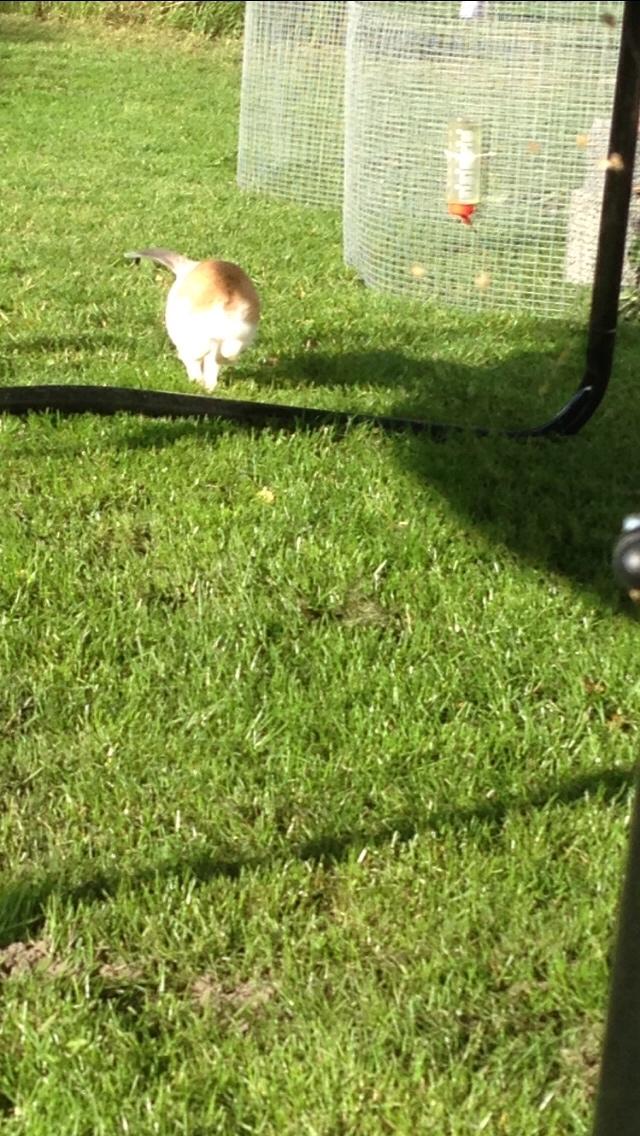 Kanin Smølfehuset's Mac Retro "Arto" billede 6