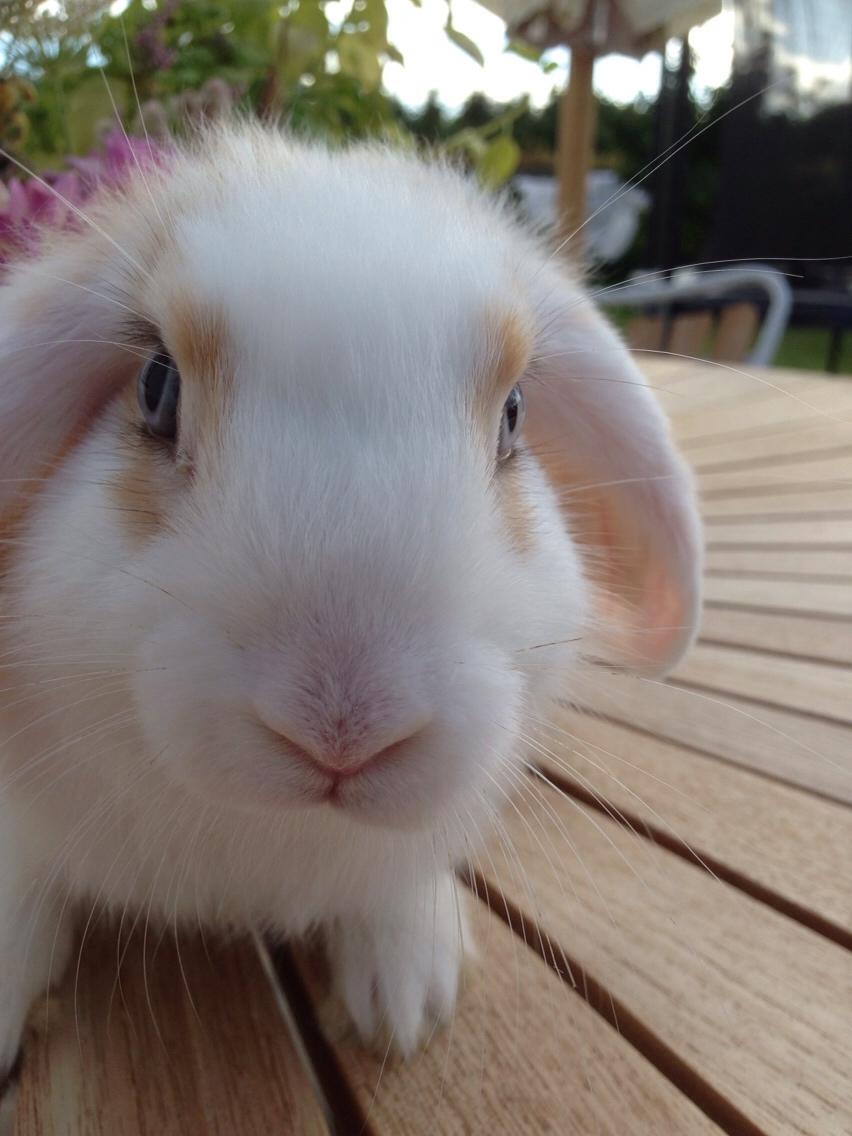 Kanin Smølfehuset's Mac Retro "Arto" billede 1