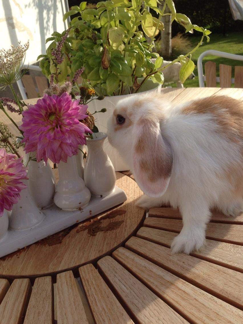 Kanin Smølfehuset's Mac Retro "Arto" billede 8