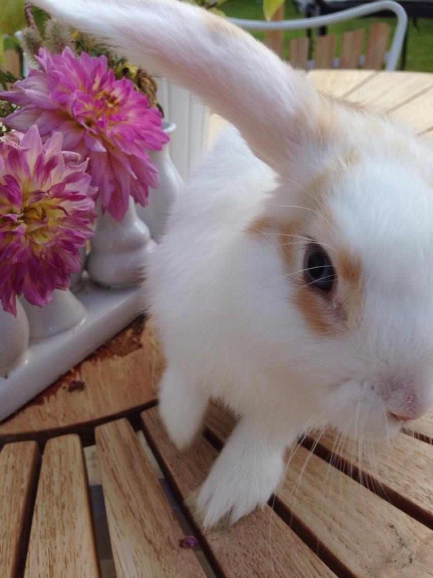 Kanin Smølfehuset's Mac Retro "Arto" billede 2