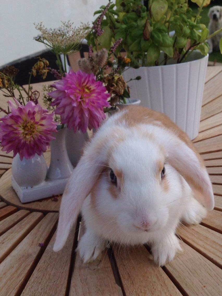 Kanin Smølfehuset's Mac Retro "Arto" billede 9