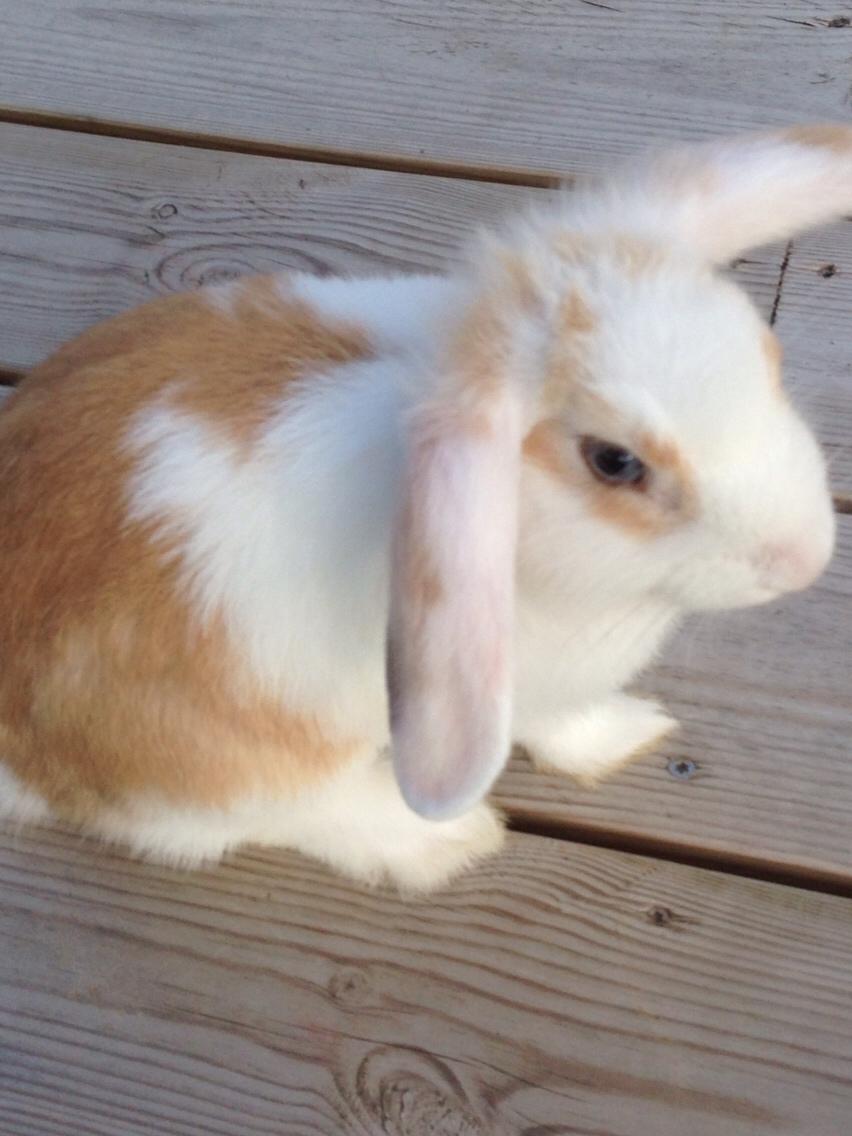 Kanin Smølfehuset's Mac Retro "Arto" billede 10