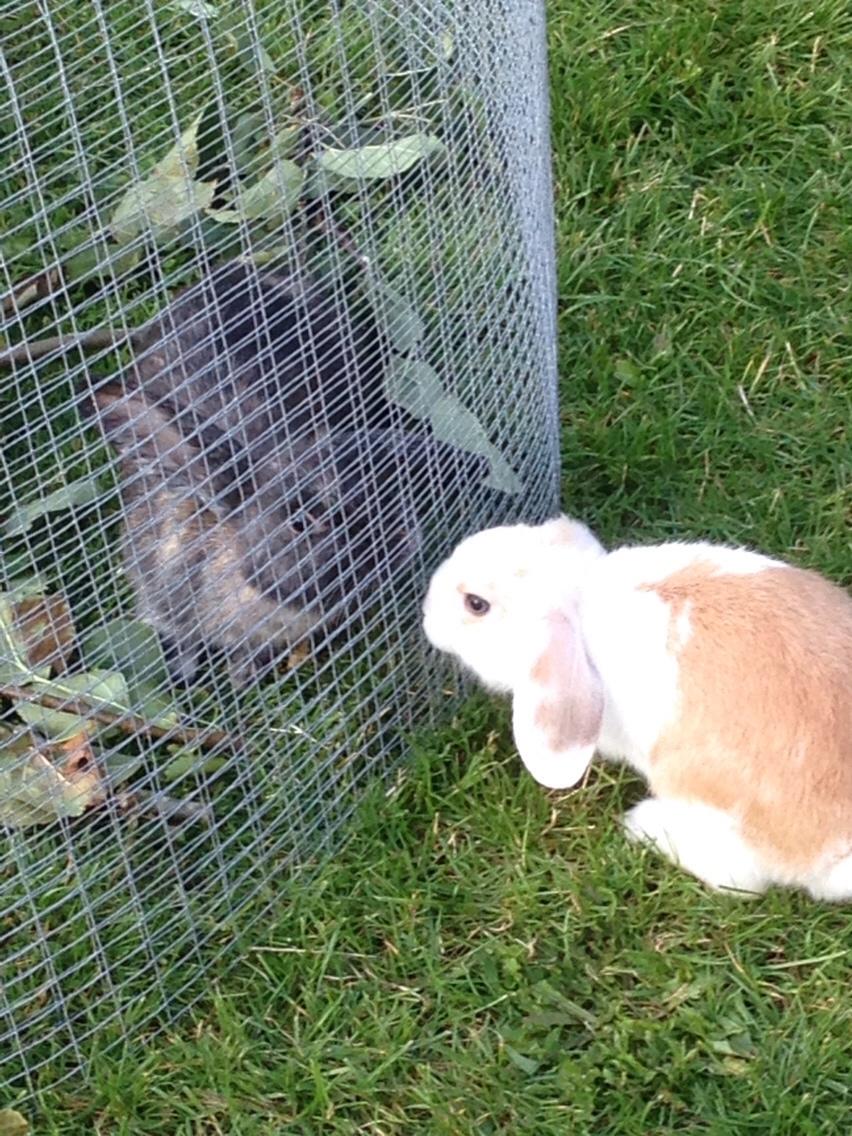 Kanin Smølfehuset's Mac Retro "Arto" billede 12