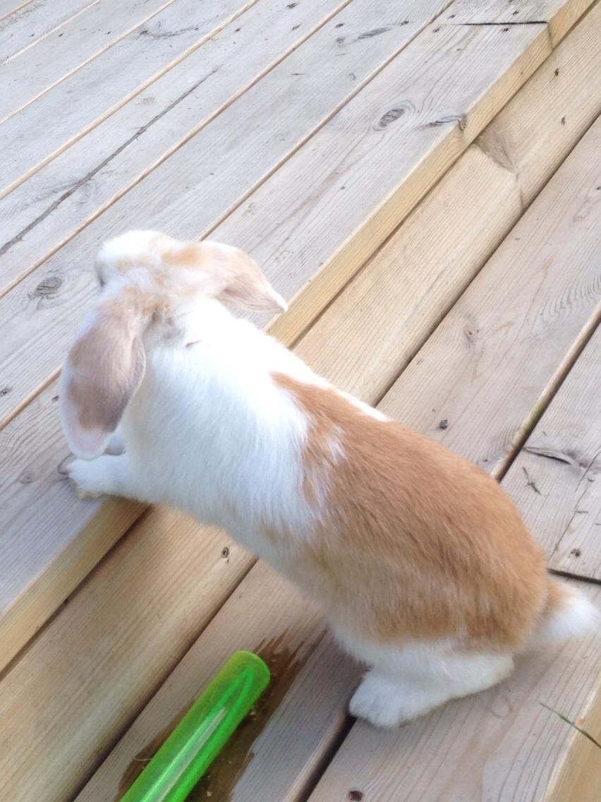 Kanin Smølfehuset's Mac Retro "Arto" billede 11