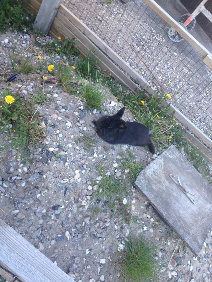 Kanin Bjørnevadgaard's Fluffy billede 3