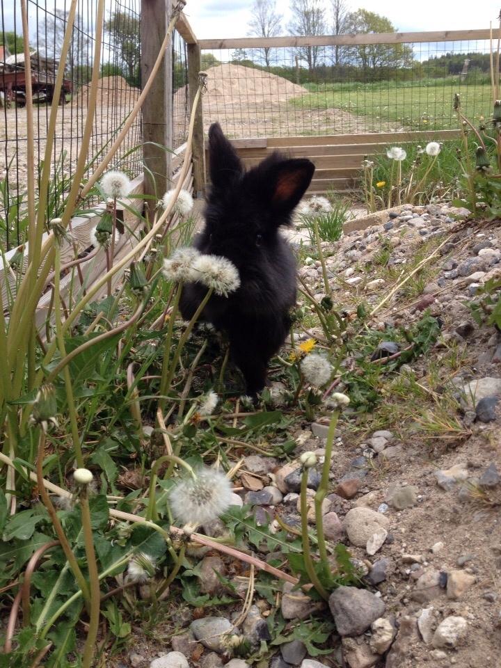 Kanin Bjørnevadgaard's Fluffy billede 4