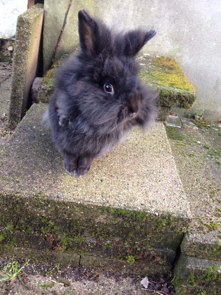 Kanin Bjørnevadgaard's Fluffy billede 2