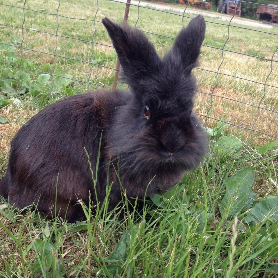 Kanin Bjørnevadgaard's Fluffy billede 5