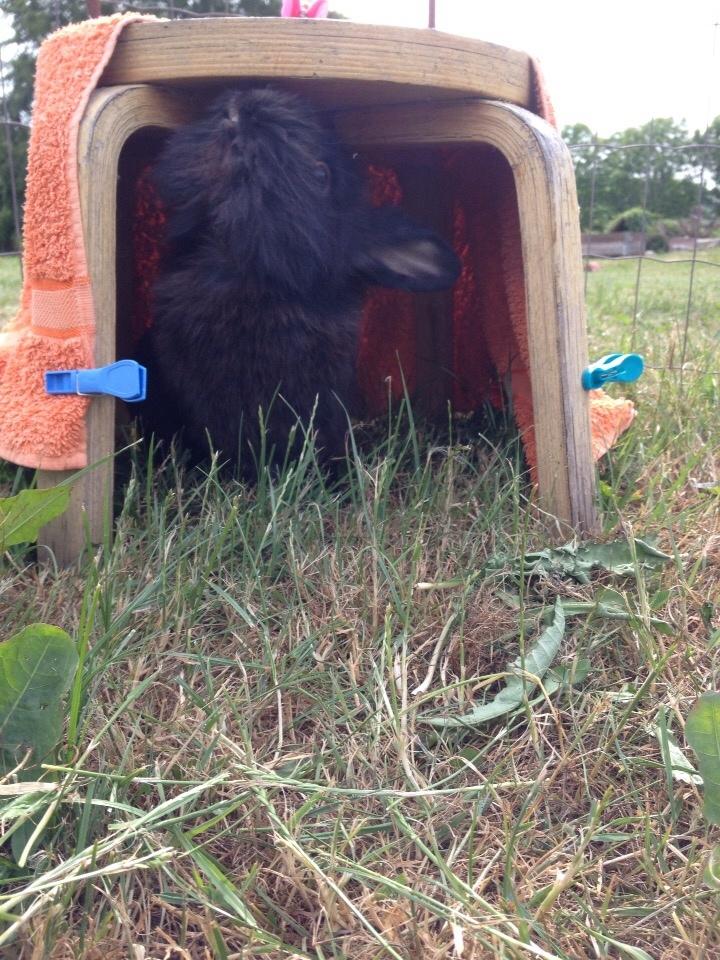 Kanin Bjørnevadgaard's Fluffy billede 7