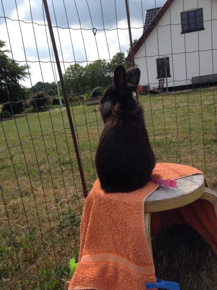 Kanin Bjørnevadgaard's Fluffy billede 6