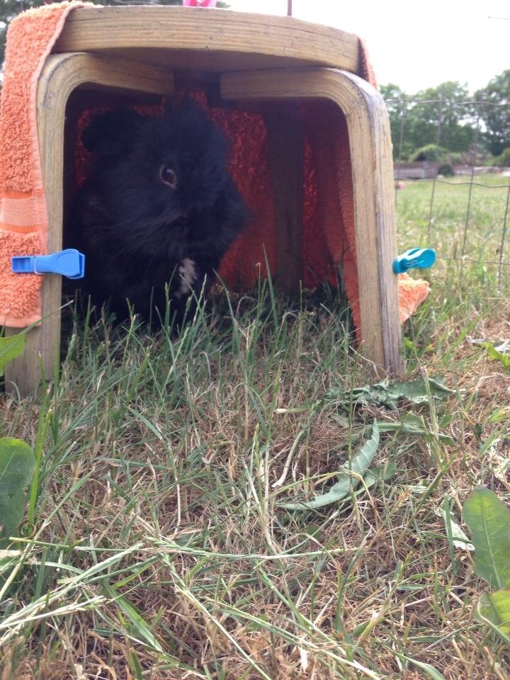 Kanin Bjørnevadgaard's Fluffy billede 8