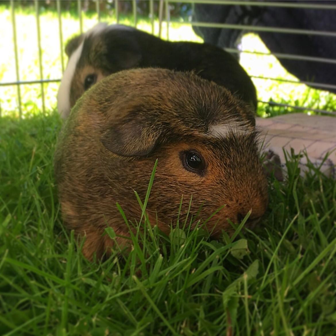 Marsvin Buster billede 1